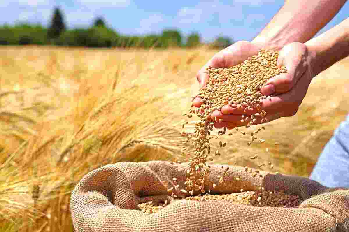 تولید بیش از ۵۵۰ هزار تن گندم در اردبیل